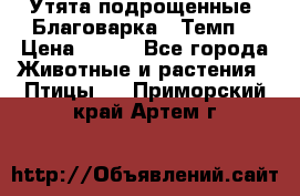 Утята подрощенные “Благоварка“,“Темп“ › Цена ­ 100 - Все города Животные и растения » Птицы   . Приморский край,Артем г.